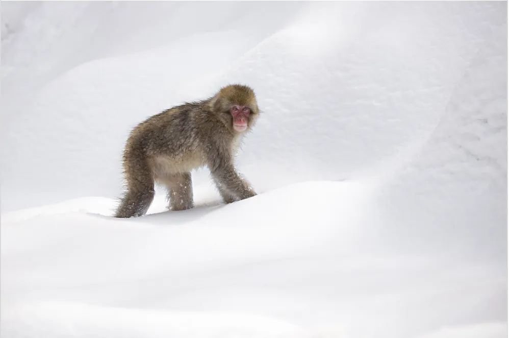 Ghé thăm những chú khỉ tuyết ở Nagano. Ảnh: Thetravel.