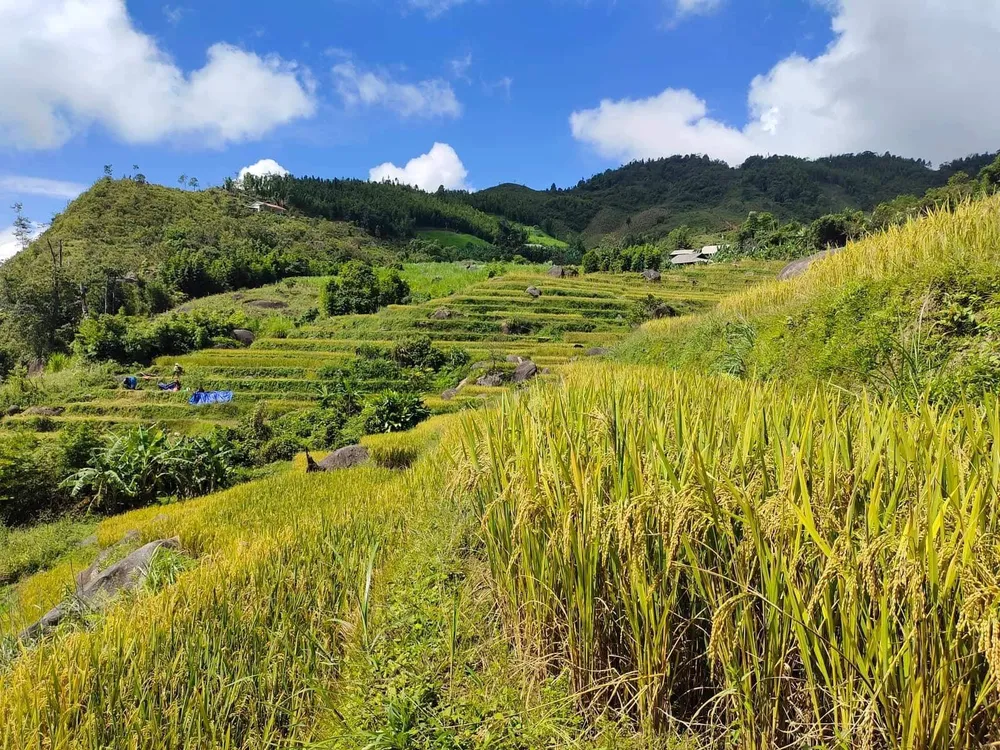 Bản Hồng Mú được bao bọc bởi tán lá các cây xanh và ruộng lúa vàng óng xung quanh. Ảnh: THanh Hảo.