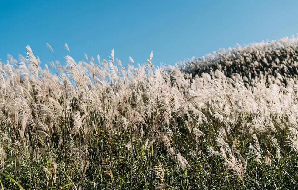 Một góc của đồi cỏ lau.