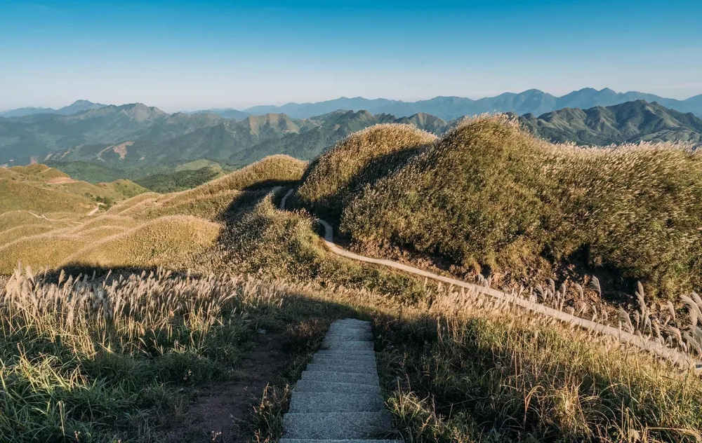 Cỏ lau đang đua nhau khoe sắc.