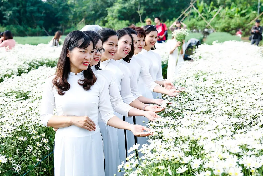 Những tà áo dài trắng khoe sắc cùng cúc họa mi. Những tà áo dài trắng khoe sắc cùng cúc họa mi.