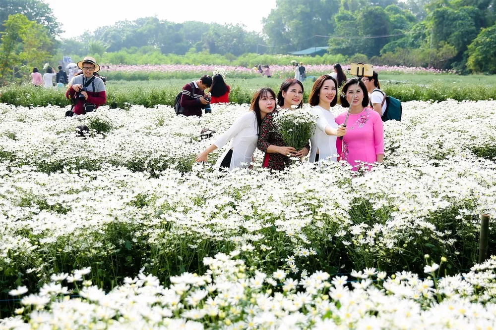 Du khách "check-in" cùng cúc họa mi. Du khách "check-in" cùng cúc họa mi.