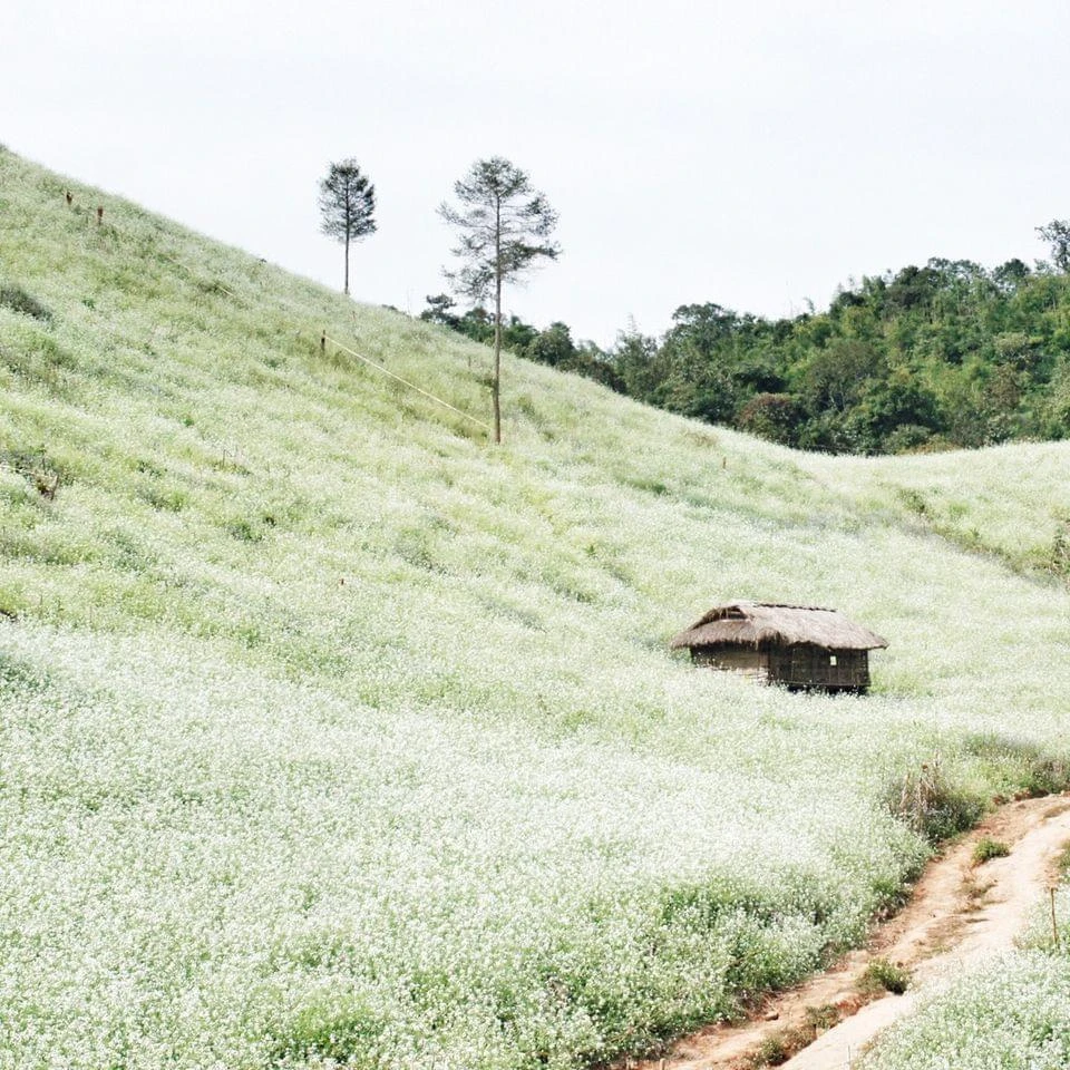 Hoa cải men theo chân đồi dẫn lối vào thung lũng. Ảnh: CHÍ NAM.