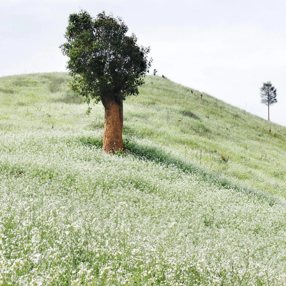 Mê mẩn với những quả đồi được bao phủ bởi hoa cải trắng. Ảnh: CHÍ NAM.