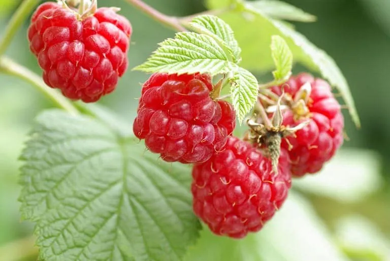 Ăn quả mâm xôi có thể giúp ngăn ngừa bệnh tiểu đường. Ảnh: Internet.