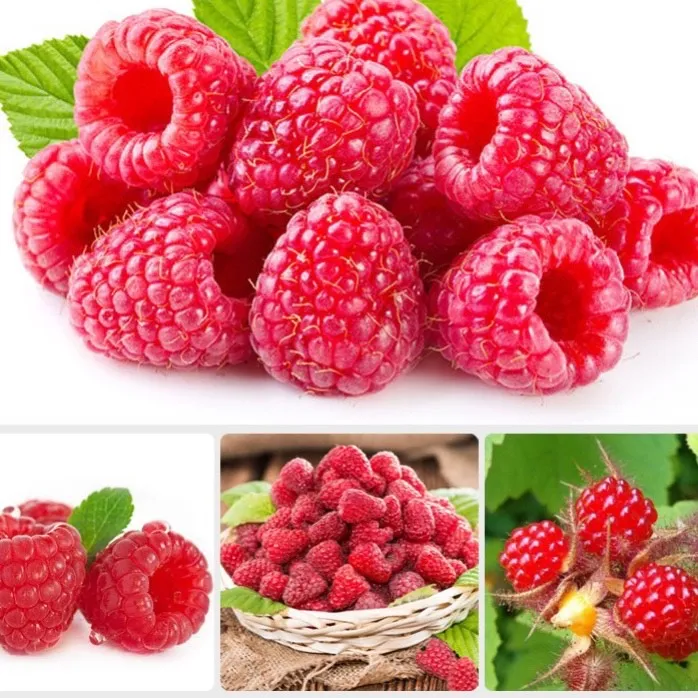 Quả mâm xôi có rất nhiều chất dinh dưỡng tốt cho sức khỏe. Ảnh: Internet.