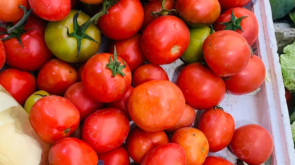 Ăn cà chua giúp bảo vệ sức khỏe tim mạch. Ảnh: PHƯƠNG LÊ. Ăn cà chua giúp bảo vệ sức khỏe tim mạch. Ảnh: PHƯƠNG LÊ.