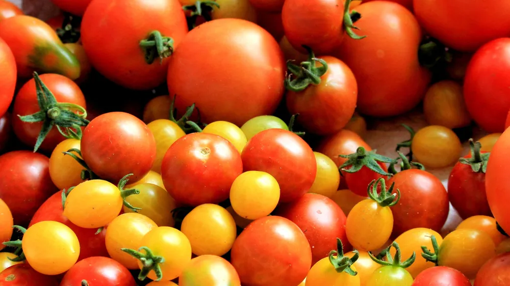 Ăn cà chua rất lợi cho sức khỏe. Ảnh: PHƯƠNG LÊ. Ăn cà chua rất lợi cho sức khỏe. Ảnh: PHƯƠNG LÊ.