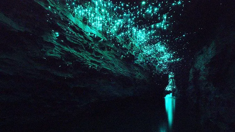 Hang đom đóm New Zealand đã thu hút nhiều du khách tới thăm quan. Ảnh: Thetravel.