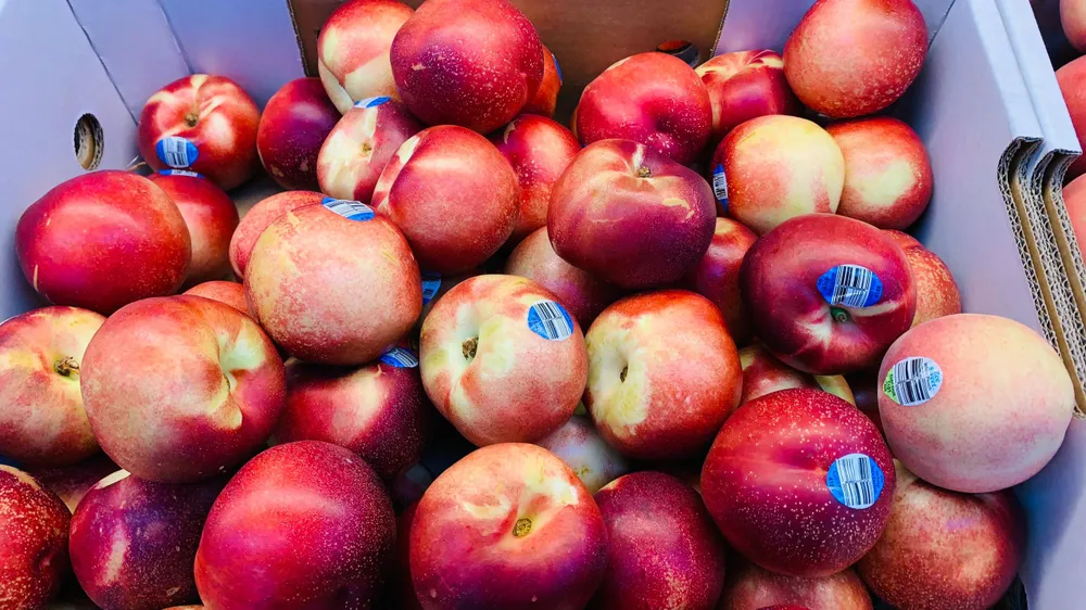 Quả đào cũng chứa prebiotic, giúp nuôi dưỡng vi khuẩn có lợi trong ruột giúp chống viêm, miễn dịch và cải thiện tâm trạng. Ảnh: PHƯƠNG LÊ. Quả đào cũng chứa prebiotic, giúp nuôi dưỡng vi khuẩn có lợi trong ruột giúp chống viêm, miễn dịch và cải thiện tâm trạng. Ảnh: PHƯƠNG LÊ.