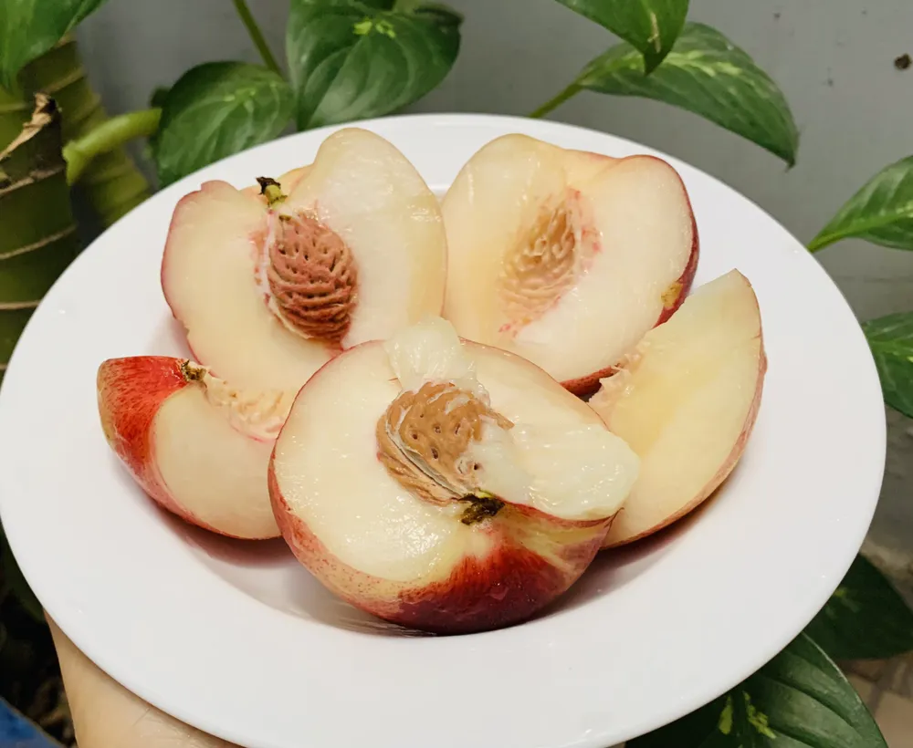 Một quả đào tươi chứa khoảng 88 gam nước vì vậy ăn đào có thể dưỡng ẩm cho da (và toàn bộ cơ thể) của bạn. Ảnh: PHƯƠNG LÊ. Một quả đào tươi chứa khoảng 88 gam nước vì vậy ăn đào có thể dưỡng ẩm cho da (và toàn bộ cơ thể) của bạn. Ảnh: PHƯƠNG LÊ.