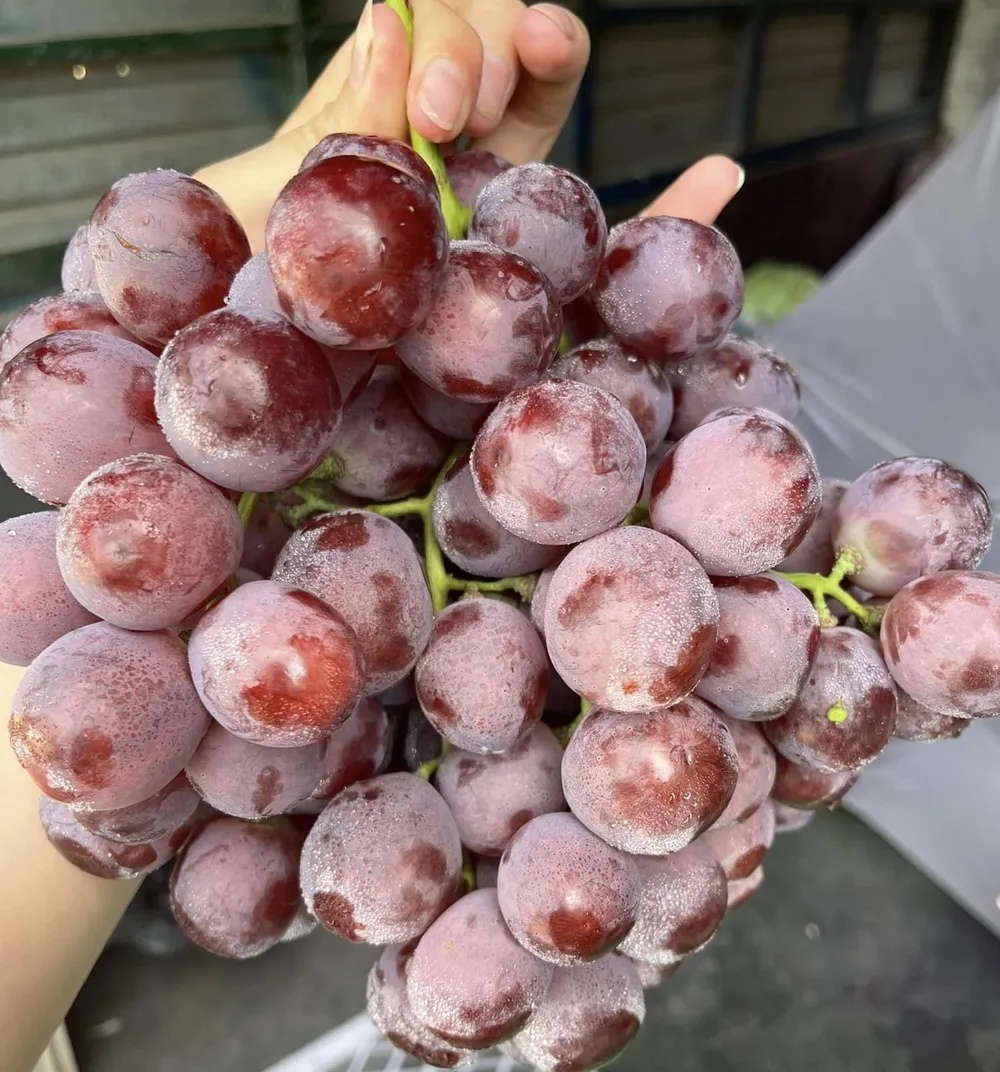 Nho có vị ngọt và thơm, nhưng chúng lại có tính axit cao. Ảnh: PHƯƠNG LÊ.