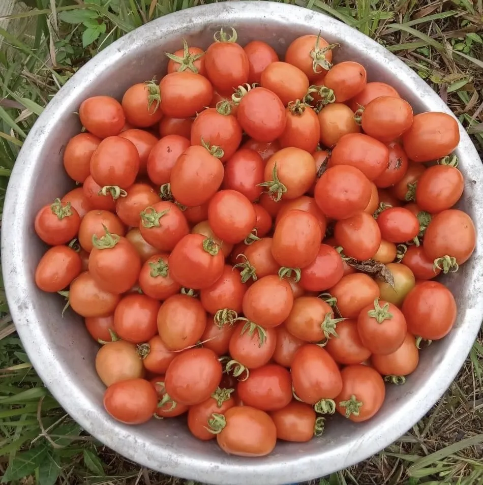 Trong trái cà chua có chứa chất chống oxy hóa lycopene. Ảnh: PHƯƠNG LÊ. Trong trái cà chua có chứa chất chống oxy hóa lycopene. Ảnh: PHƯƠNG LÊ.