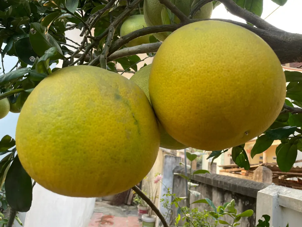 Bưởi giúp tăng cường hệ thống miễn dịch. Ảnh: PHƯƠNG LÊ.