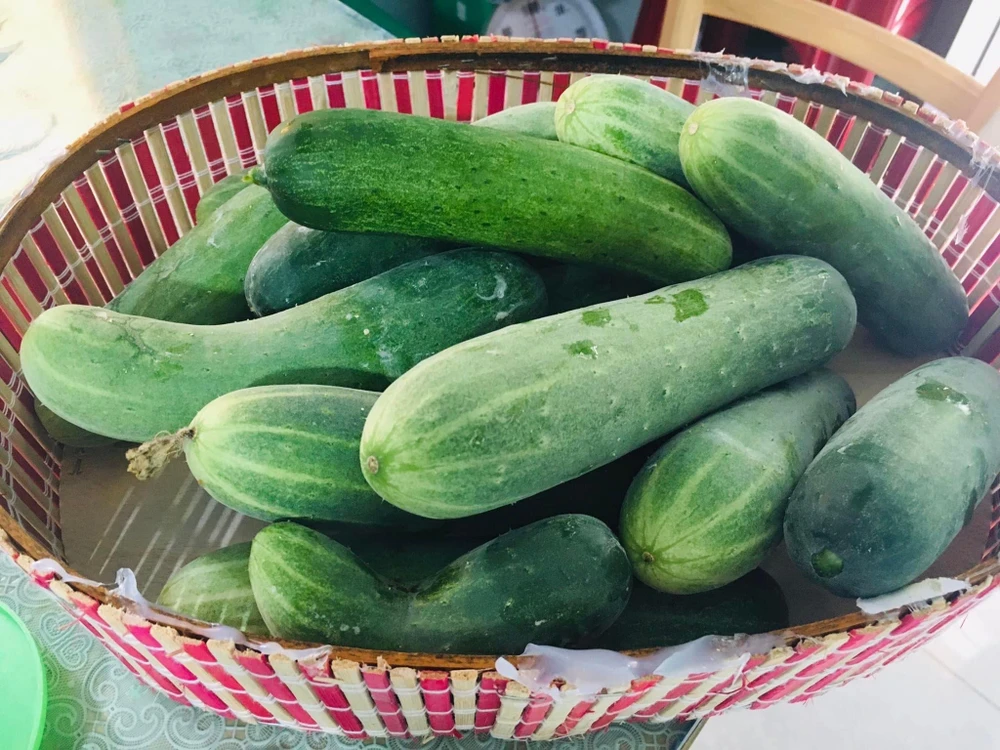 Dưa chuột vừa là trái cây, vừa là thực phẩm chứa một lượng nước khổng lồ tới 95%. Ảnh: PHƯƠNG LÊ.