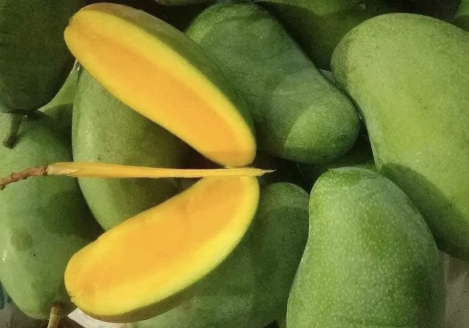 Ăn xoài sống giúp tăng khả năng miễn dịch. Ảnh: PHƯƠNG LÊ.