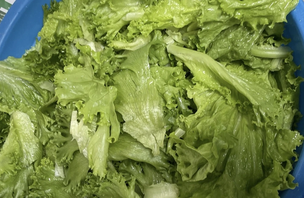 Theo THE CDC, trên rau lá xanh có các loại vi trùng E.coli, norovirus, salmonella, listeria và cyclosporine, tất cả đều có thể gây tử vong. Ảnh: PHƯƠNG LÊ.
