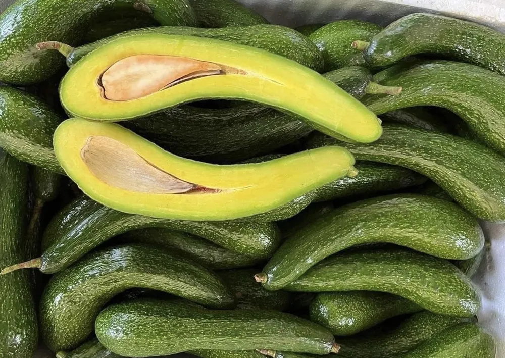 Trái bơ chứa nhiều chất dinh dưỡng quan trọng. Ảnh: PHƯƠNG LÊ. Trái bơ chứa nhiều chất dinh dưỡng quan trọng. Ảnh: PHƯƠNG LÊ.