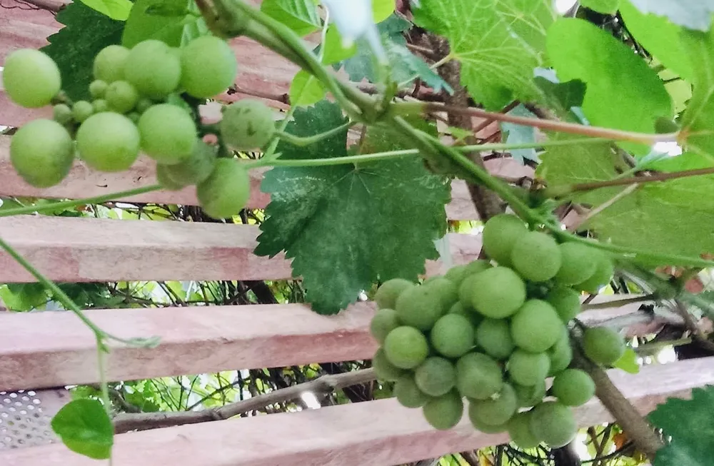 Ăn nho có thể giúp cân bằng huyết áp vì chúng chứa nhiều kali và ít natri. Ảnh: PHƯƠNG LÊ.