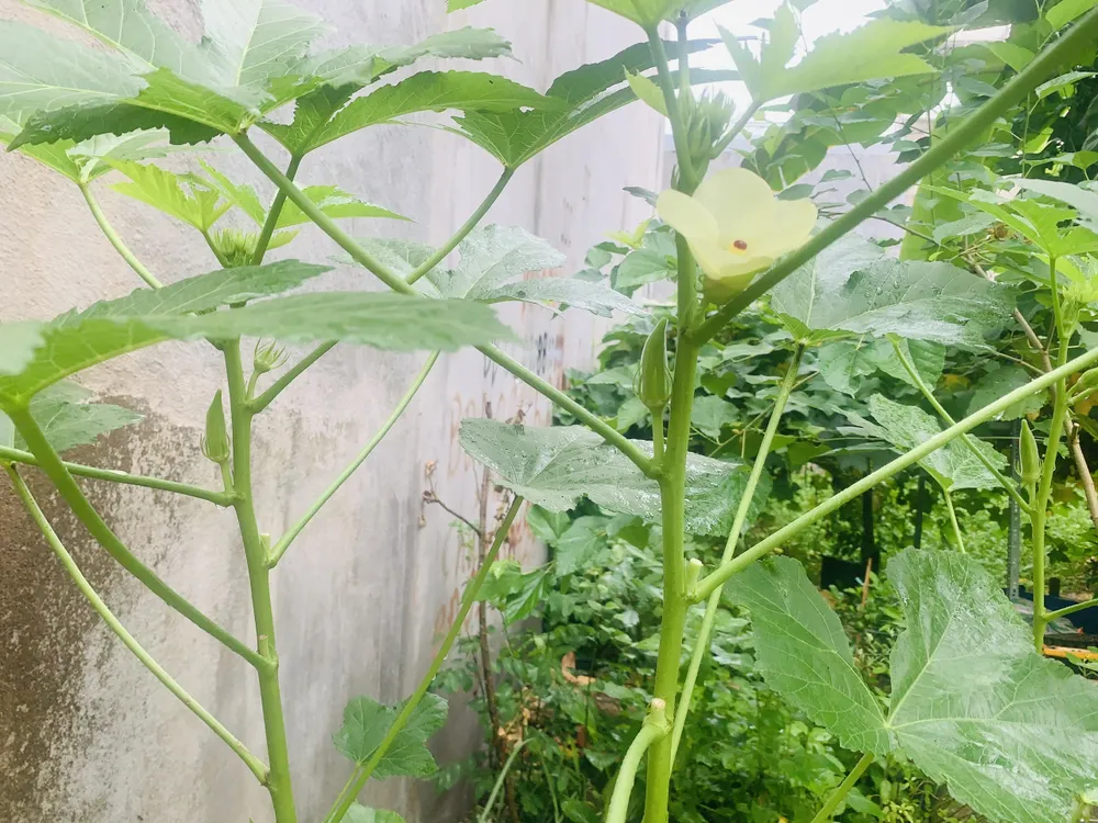 Đậu bắp được gọi là siêu thực phẩm giúp giảm lượng đường trong máu, là nguồn cung cấp chất xơ tuyệt vời. Ảnh: PHƯƠNG LÊ.