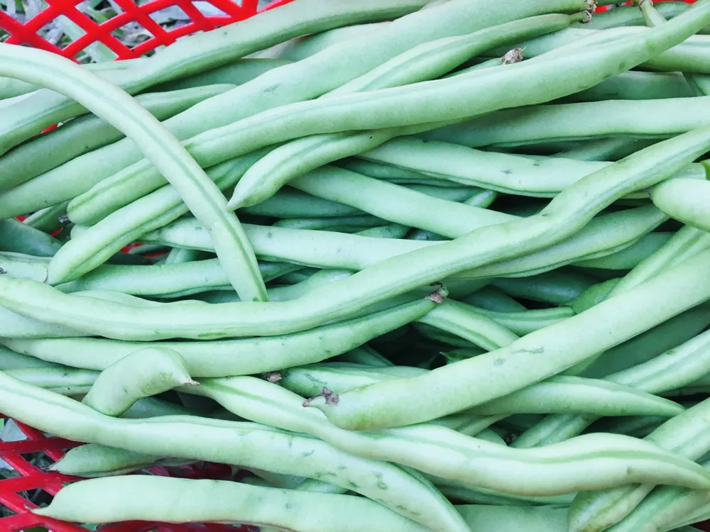 Đậu cũng chứa nhiều protein và chất xơ, khiến chúng trở thành thực phẩm nên ăn hàng ngày để đạt hiệu quả tối đa. Ảnh: PHƯƠNG LÊ.