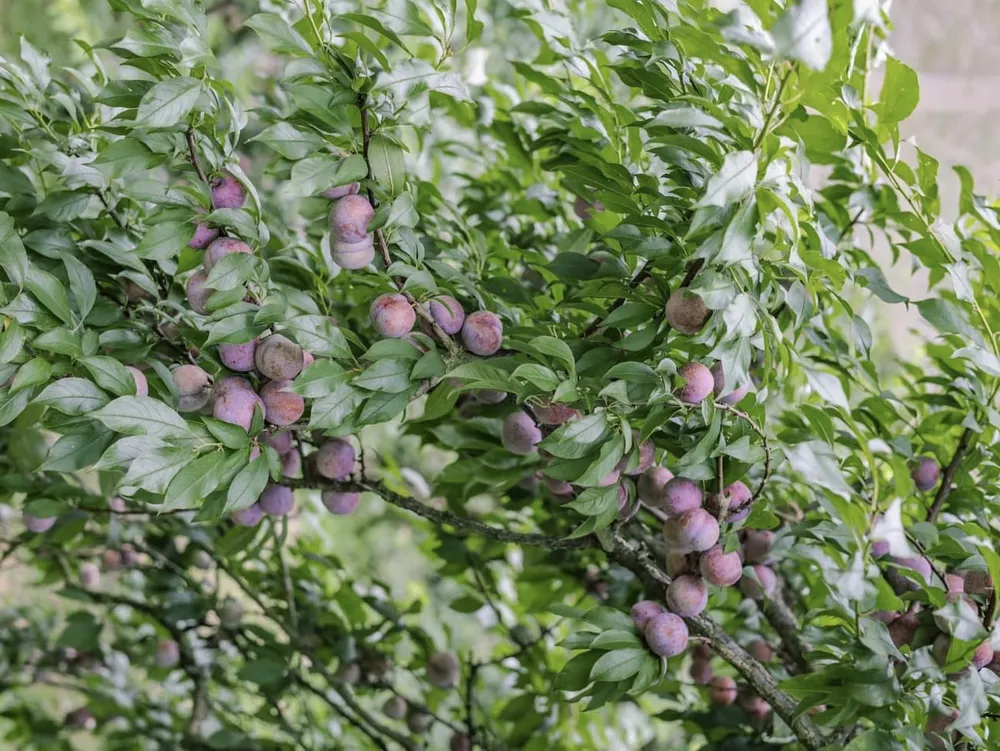 Trái mận chín lấp ló sau những chiếc lá xanh trên cây. Ảnh:HẰNG HOÀNG.