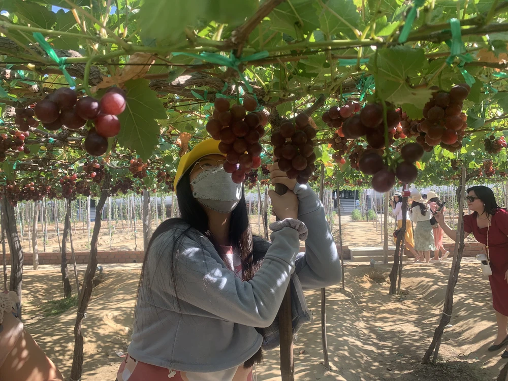 Du khách thích thú với vườn nho sai trĩu quả. Ảnh: PHƯƠNG LÊ.