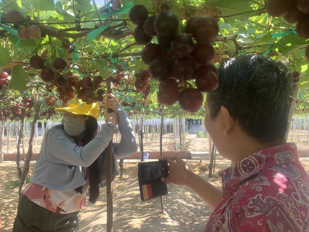 Du khách tham quan vườn nho. Ảnh: PHƯƠNG LÊ.
