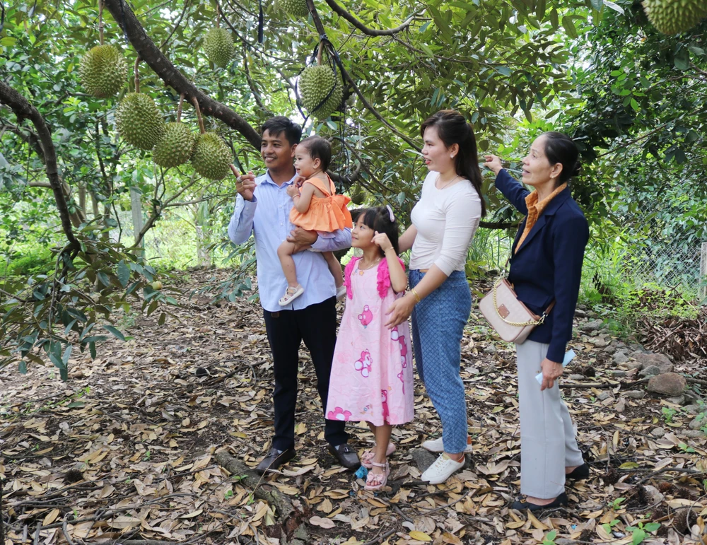 Du khách thăm quan, trải nghiệm vườn sầu riêng. Ảnh: THÀNH HUY
