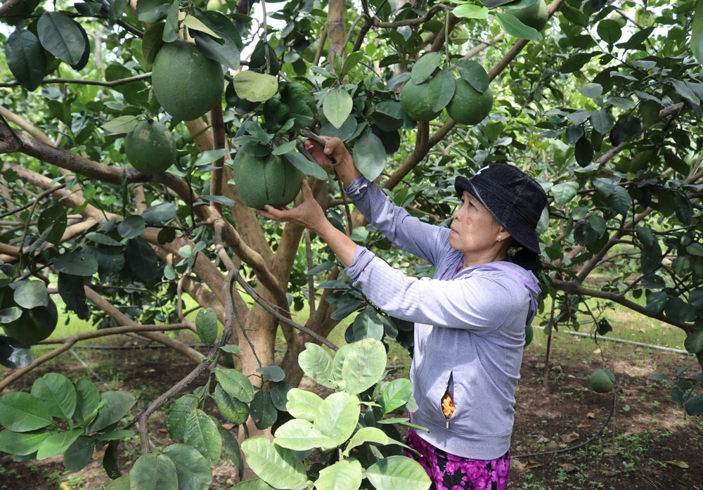 Chủ vườn bưởi chăm sóc vườn bưởi trĩu quả. Ảnh: THÀNH HUY.
