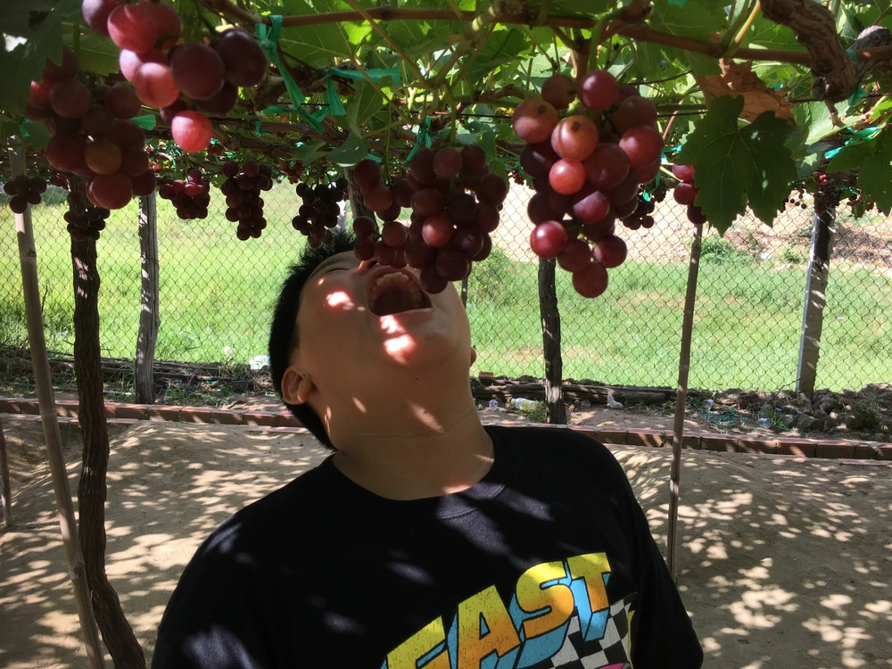 Các bạn trẻ "sống ảo" bên vườn nho. Ảnh: PHƯƠNG LÊ.