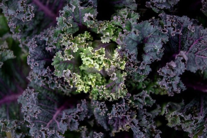 Một cốc cải xoăn chứa 101 mg canxi. Ảnh: Womenshealth.