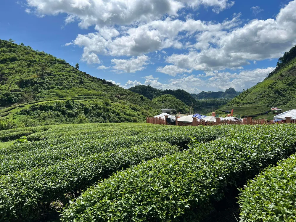 Những cây chè đã bắt đầu nảy mầm chồi non mơn mởn. Ảnh: Hoài An. Những cây chè đã bắt đầu nảy mầm chồi non mơn mởn. Ảnh: Hoài An.