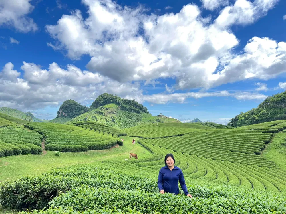 Du khách không quên lưu lại kỉ niệm bên đồi chè. Ảnh: Hoài An. Du khách không quên lưu lại kỉ niệm bên đồi chè. Ảnh: Hoài An.