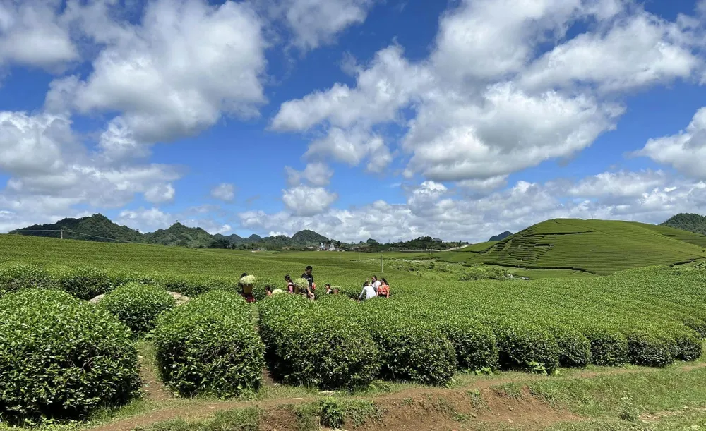 Đến với nơi đây, du khách có thể hóa thành những cô gái, chàng trai bản để trải nghiệm hái chè. Ảnh: Hoài An. Đến với nơi đây, du khách có thể hóa thành những cô gái, chàng trai bản để trải nghiệm hái chè. Ảnh: Hoài An.
