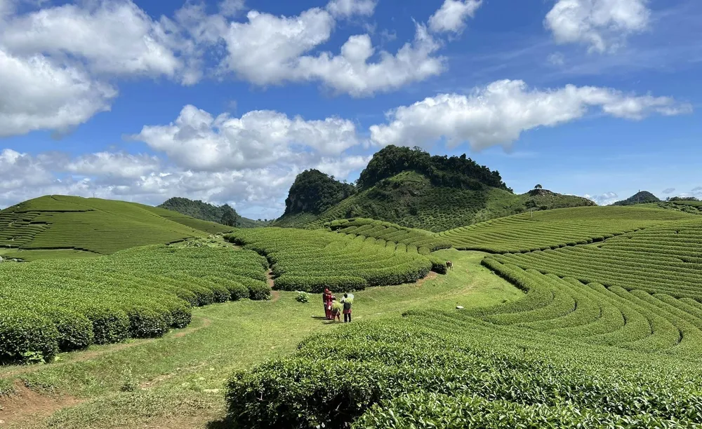 Những luống chè và tạo nên những khung hình vô cùng đẹp mắt. Ảnh: Hoài An. Những luống chè và tạo nên những khung hình vô cùng đẹp mắt. Ảnh: Hoài An.