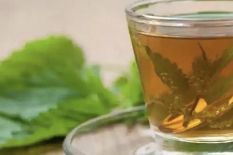 Cây tầm ma (Urtica dioica) tạo điều kiện thuận lợi cho việc loại bỏ axit uric qua thận bằng cách thúc đẩy hoạt động thanh lọc. Ảnh: Steptohealth. Cây tầm ma (Urtica dioica) tạo điều kiện thuận lợi cho việc loại bỏ axit uric qua thận bằng cách thúc đẩy hoạt động thanh lọc. Ảnh: Steptohealth.