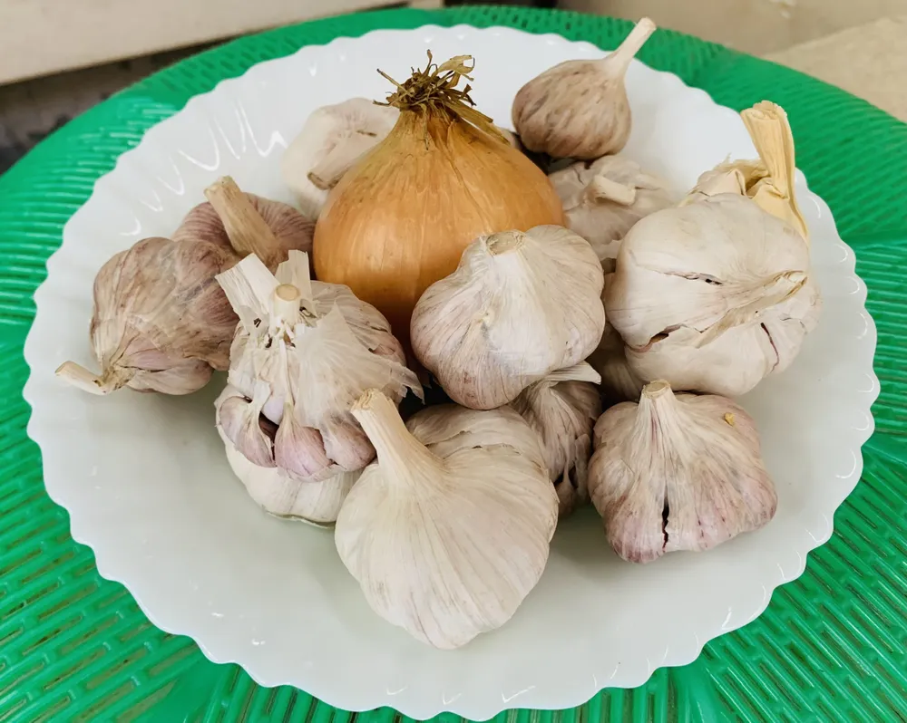 Tỏi chứa các hợp chất tự nhiên kích thích hệ thống miễn dịch. Ảnh: PHƯƠNG LÊ. 8 -thuc-pham-tang-cuong-he-thong-mien-dich-nen-ăn-vao-mua-thu-1.jpg