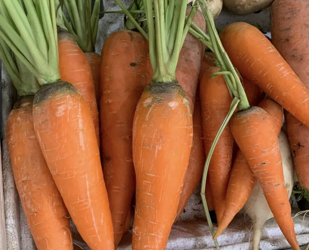Cà rốt là một loại thực phẩm rất giàu beta-carotene, một loại vitamin A cần thiết cho thị lực tốt. Ảnh: PHƯƠNG LÊ. An- 5- thuc- pham -nay -cai -thien- thi- luc- moi -lua- tuoi-3.JPG