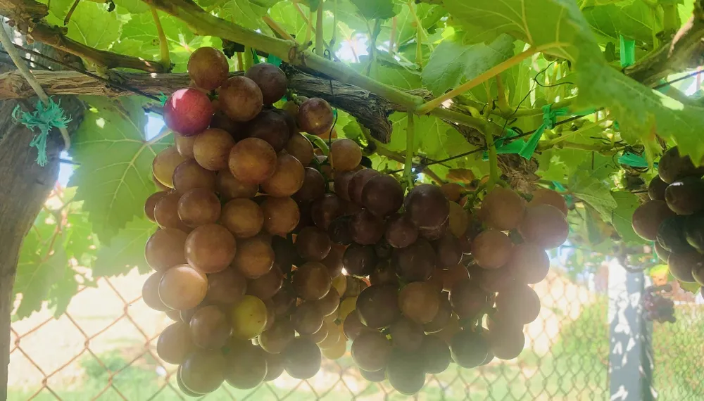 Nho có chỉ số đường huyết thấp, nghĩa là chúng có tác động tối thiểu đến lượng đường trong máu. Ảnh: PHƯƠNG LÊ. Day-la-trai-cay-giup-kiem-soat-uong-duong-va-tot-cho-suc-khoe.jpg
