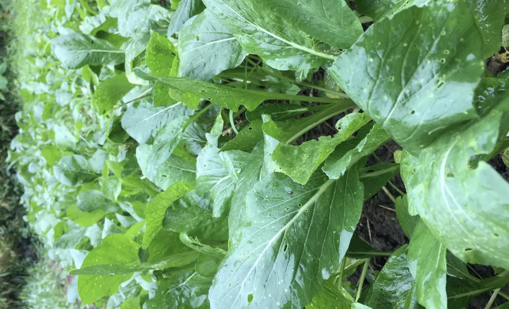 6 siêu thực phẩm giúp tăng cường sức khỏe cho trẻ em.jpg