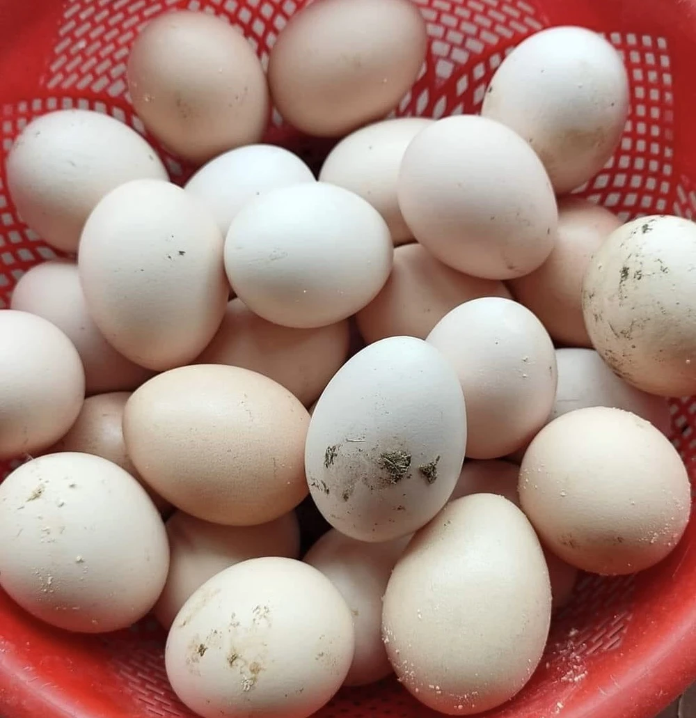 Ăn trứng nó không chỉ cung cấp năng lượng dồi dào cho cơ thể mà nó còn có thể giúp bảo vệ chống lại loãng xương. Ảnh: PHƯƠNG LÊ. Ăn trứng có thể giúp bảo vệ chống lại bệnh loãng xương.jpg