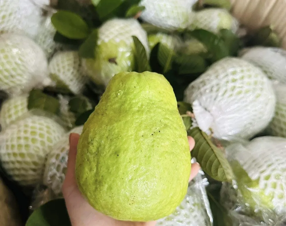 Ăn dưa hấu, đu đủ, ổi, dưa lưới hay quả mọng là những loại trái cây ít đường bạn nên ăn hàng ngày để luôn khỏe mạnh vào mùa hè nóng nực. Ảnh: PHƯƠNG LÊ. 5 loại trái cây ít đường nên ăn hàng ngày để có một mùa hè khỏe mạnh.jpg