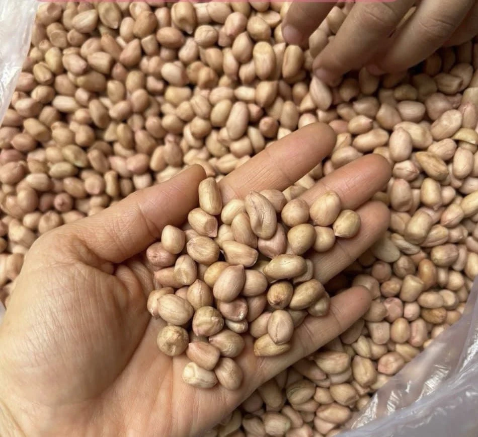 Đậu phộng là thực phẩm giàu protein tốt để bạn lựa chọn bữa sáng trong dịp nhịn ăn gián đoạn sẽ giúp bạn no lâu và cơ thể được nuôi dưỡng lâu dài, hạn chế cơn đói và hỗ trợ giảm cân hiệu quả. Ảnh: PHƯƠNG LÊ. Một số loại thực phẩm giàu protein để tiêu thụ khi nhịn ăn gián đoạn chay.jpg