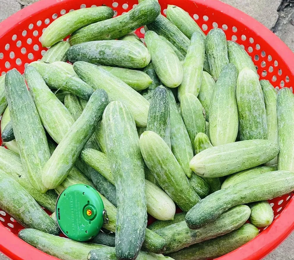 Dưa chuột khi được kết hợp vào thói quen hàng ngày là một chiến lược đơn giản nhưng hiệu quả để đạt được mục tiêu giảm cân của bạn. Ảnh: PHƯƠNG LÊ. Giảm cân hiệu quả bằng nước uống dưa chuột.jpg