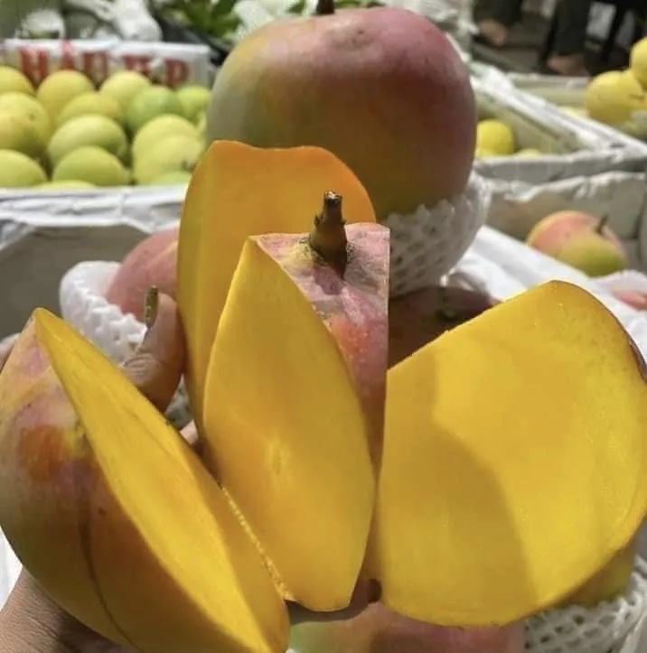 Các chuyên gia dinh dưỡng khuyên rằng, xoài nên được tiêu thụ ở mức độ vừa phải và kết hợp với chất xơ, chất béo lành mạnh để kiểm soát lượng đường tăng đột biến. Ảnh: PHƯƠNG LÊ. Ăn bao nhiêu quả xoài trong một ngày để tránh tăng cân và tăng đột biến lượng đường?.jpg