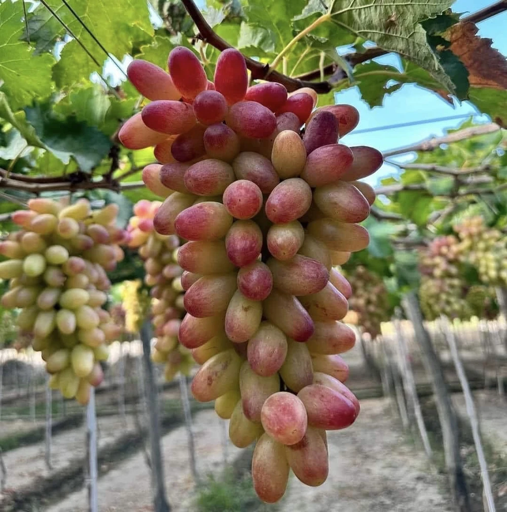 Ăn trái cây có thực sự giúp bạn ngủ ngon hơn?.jpg