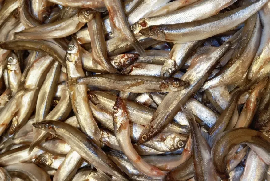 Một nghiên cứu mới của Nhật Bản cho thấy những phụ nữ ăn cá nhỏ và ăn nguyên con ít nguy cơ tử vong do ung thư và các nguyên nhân khác thấp hơn. Ảnh: Getty. Ăn cá nhỏ có thể giúp bạn sống lâu hơn.jpg