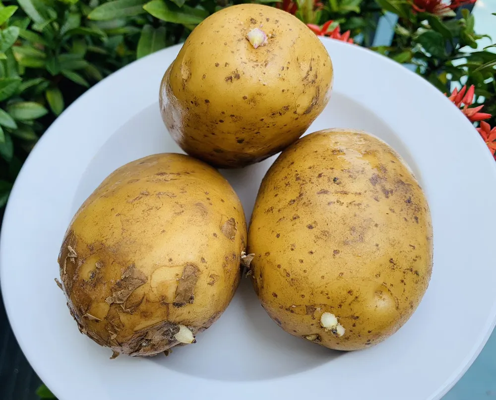 Ăn khoai tây nảy mầm không gây hại cho sức khỏe, nhưng nó có thể gây ra một số thay đổi về dinh dưỡng trong khoai tây. Ảnh: PHƯƠNG LÊ. Ăn khoai tây nảy mầm có an toàn cho sức khỏe không?.jpg