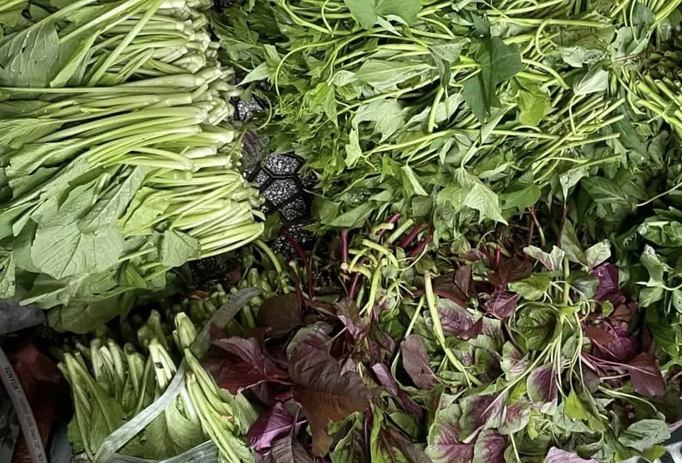 Rau dền đỏ có thể giúp bạn giảm cân và tăng cường sức khỏe như thế nào?.jpg